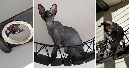 Delilah The Sphynx