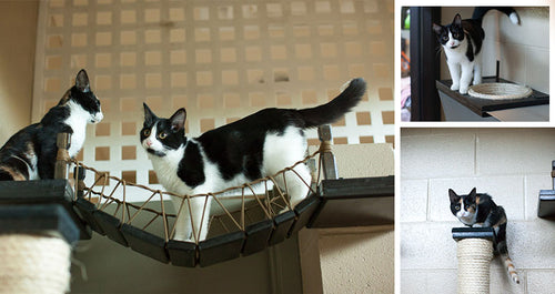 Cascades Humane Society