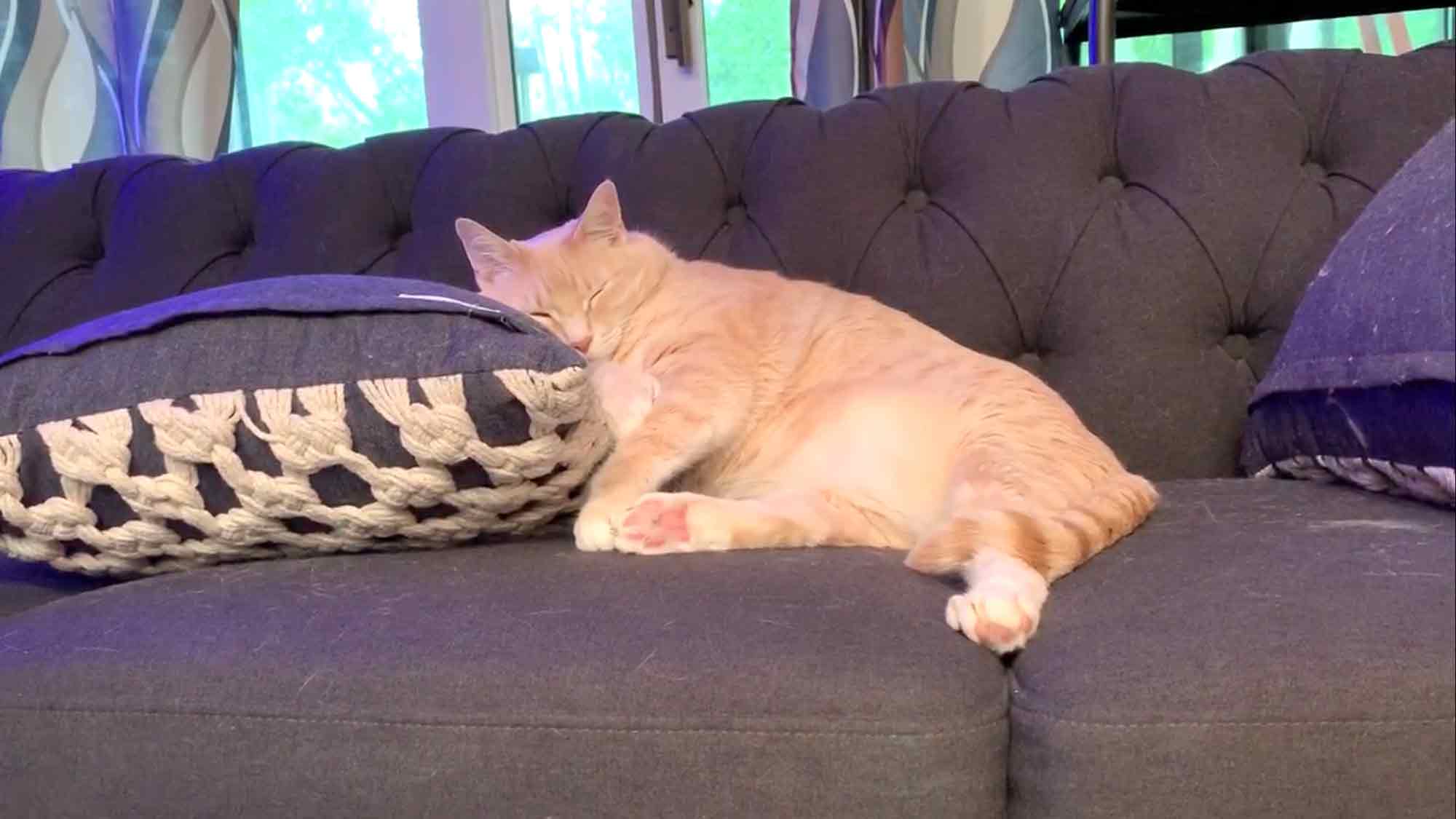 How to Get Rid of Cat Hair: 6 Tips to Help!