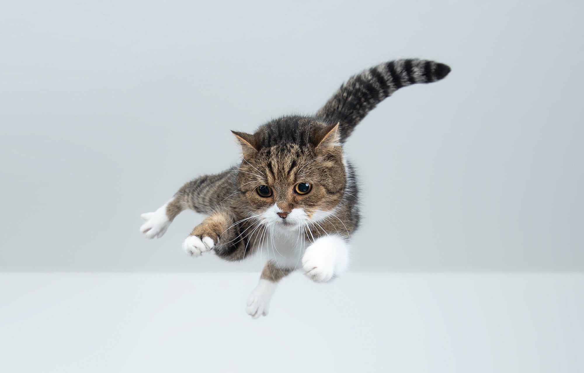 How High Can Cats Fall? 6 Tips to Keeping Your Cat Safe
