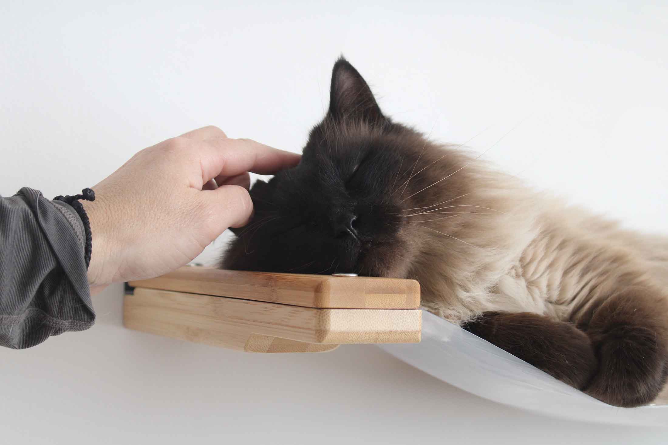 National Hug Your Cat Day & 7 Ideas to Celebrate in 2025