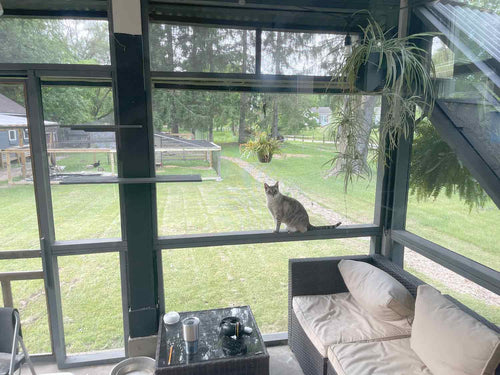 What Is A Catio? (& Why Build One?)