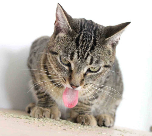 What Does Catnip do to Cats? Benefits, Uses & More!