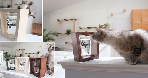Cat Proof Cat Coaster
