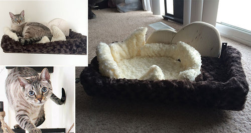 Pterodactyl Nest Cat Bed