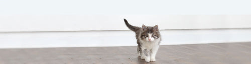 kitten shown standing alone
