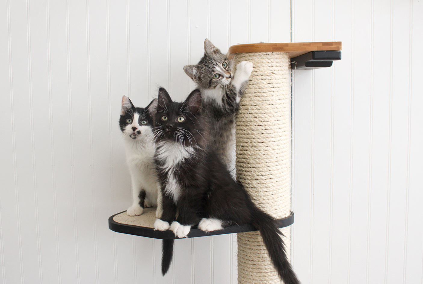 Introducing a New Cat to a Multi Cat Household