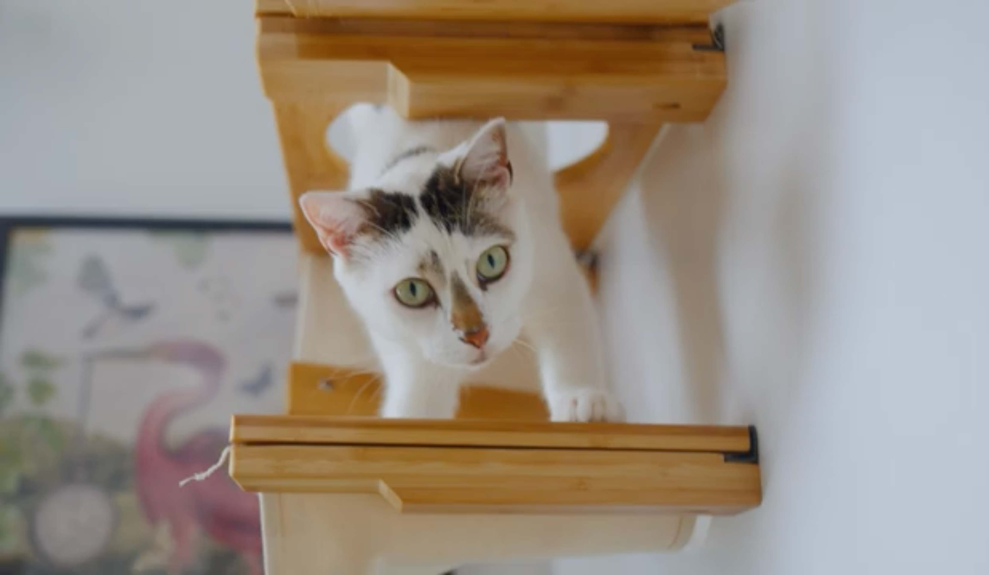 7 Things to Teach Your New Cat: A Mini Cat Training Guide