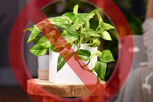 16 Plants That Are Toxic to Cats (With Pictures & Alternatives!)