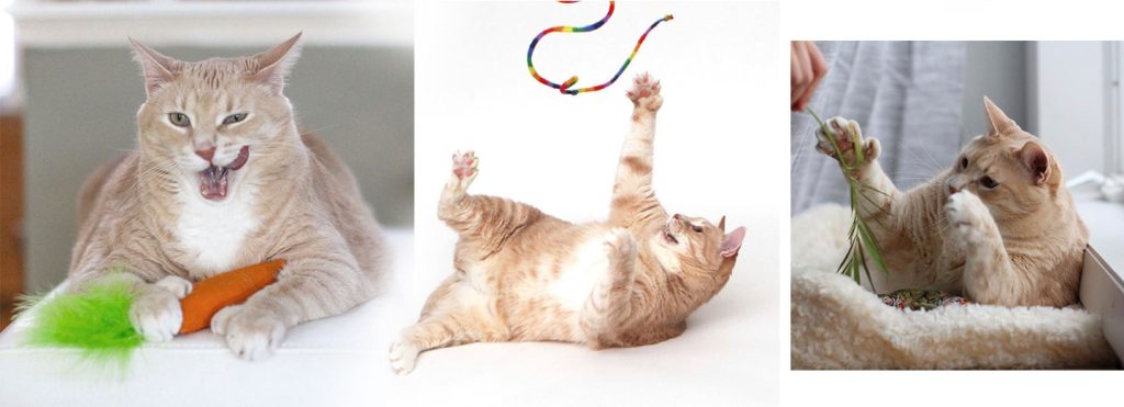 aturals straw balls 2-pack toy for cats KONG Naturals Straw Balls 2-Pack Cat Toy main image 1