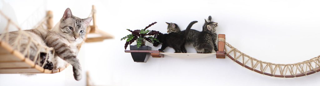 Cat Bridges for Walls Catastrophic Creations