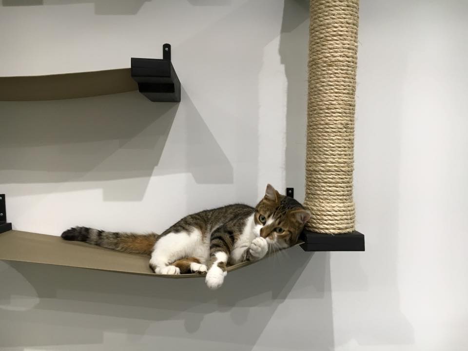 lil cat laying on a cat hammock being chill and cute