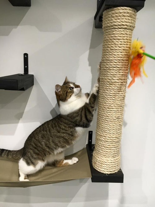 cat standing on hammock scratching a scratching pole