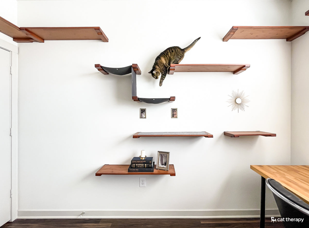Cat jumping from a cat shelf to a wall mounted cat hammock