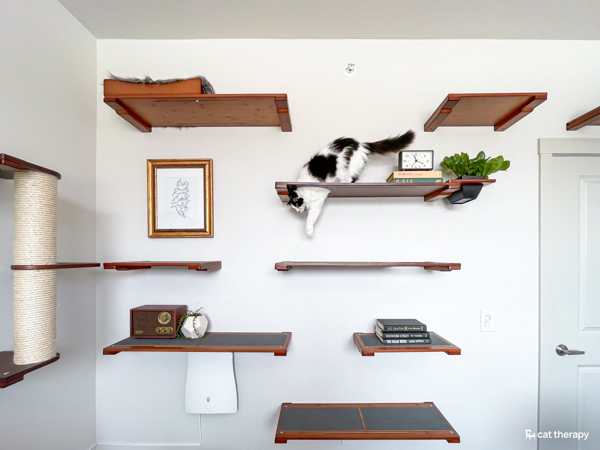 Cat jumping through a cat shelf with an escape hatch and beautifully decorated cat shelves in the background
