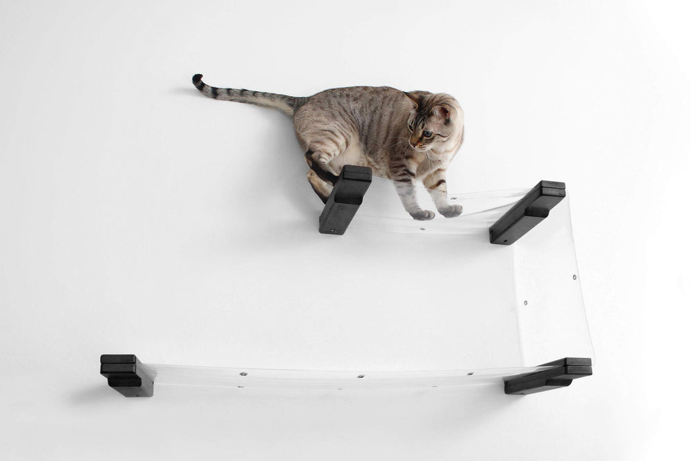 Cat on an Onyx clear Double Decker cat hammock