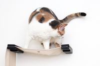 Cat standing on a hammock