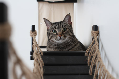 Cat looking across the bridge on a condo