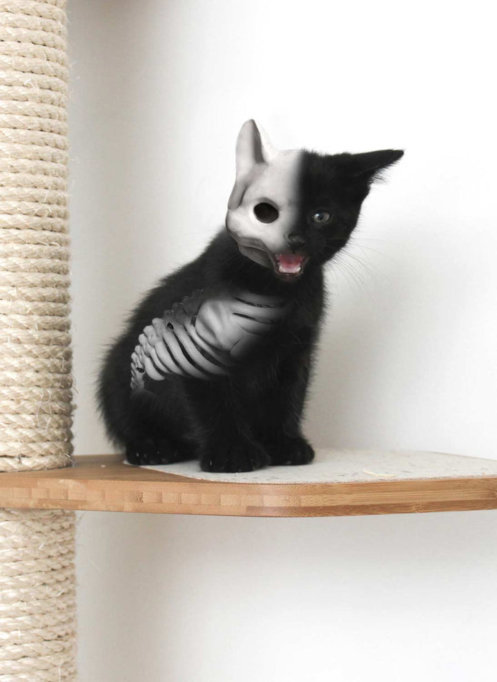 Spooky kitten