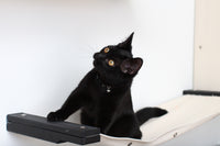 Black kitten playing on hammock. Pictured in Onyx/Natural.