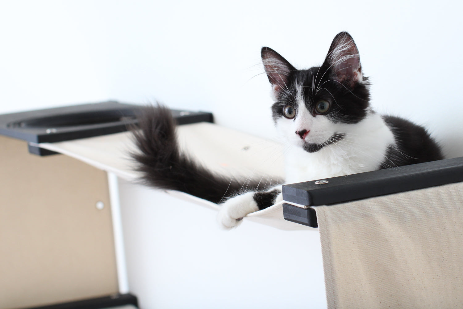 Black and white kitten lying on hammock. Finishes shown Onyx/Natural.