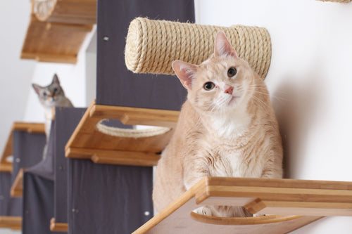 cats climbing on cat furniture