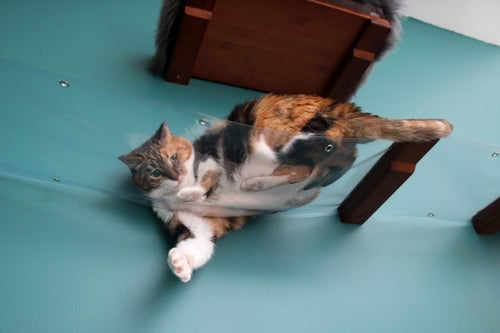 View of cat playing from underneath a transparent cat hammock