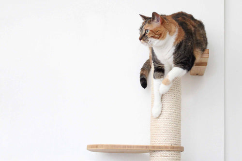 cat perching on cat wall pole