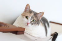 Cat lying on hammock.