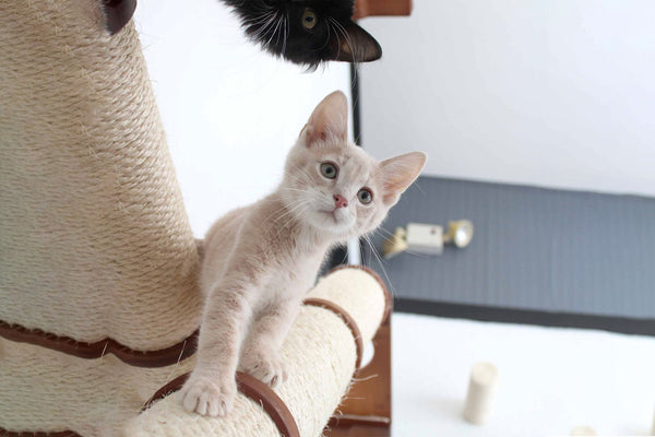 The Crossroads - Cat Wall Scratcher - Tree with Ramp