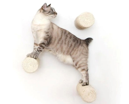 cat on 3 Floating Sisal Posts mounted on the wall