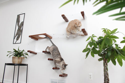 An Invisible Play Cat Condo mounted on a wall with plants
