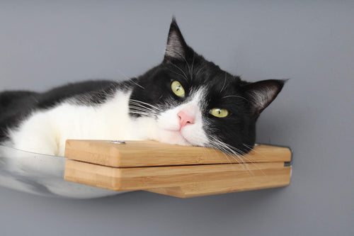A black and white cat resting its head on a mounting plank of an Invisible Cat Hammock