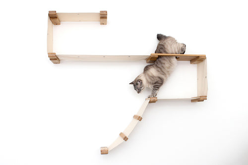 Large cat with bob tail jumping down through the escape hatch to exit the Play Cat Tree