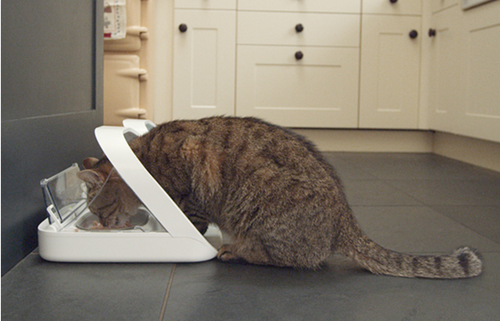 cat eatiinig out of microchip feeder