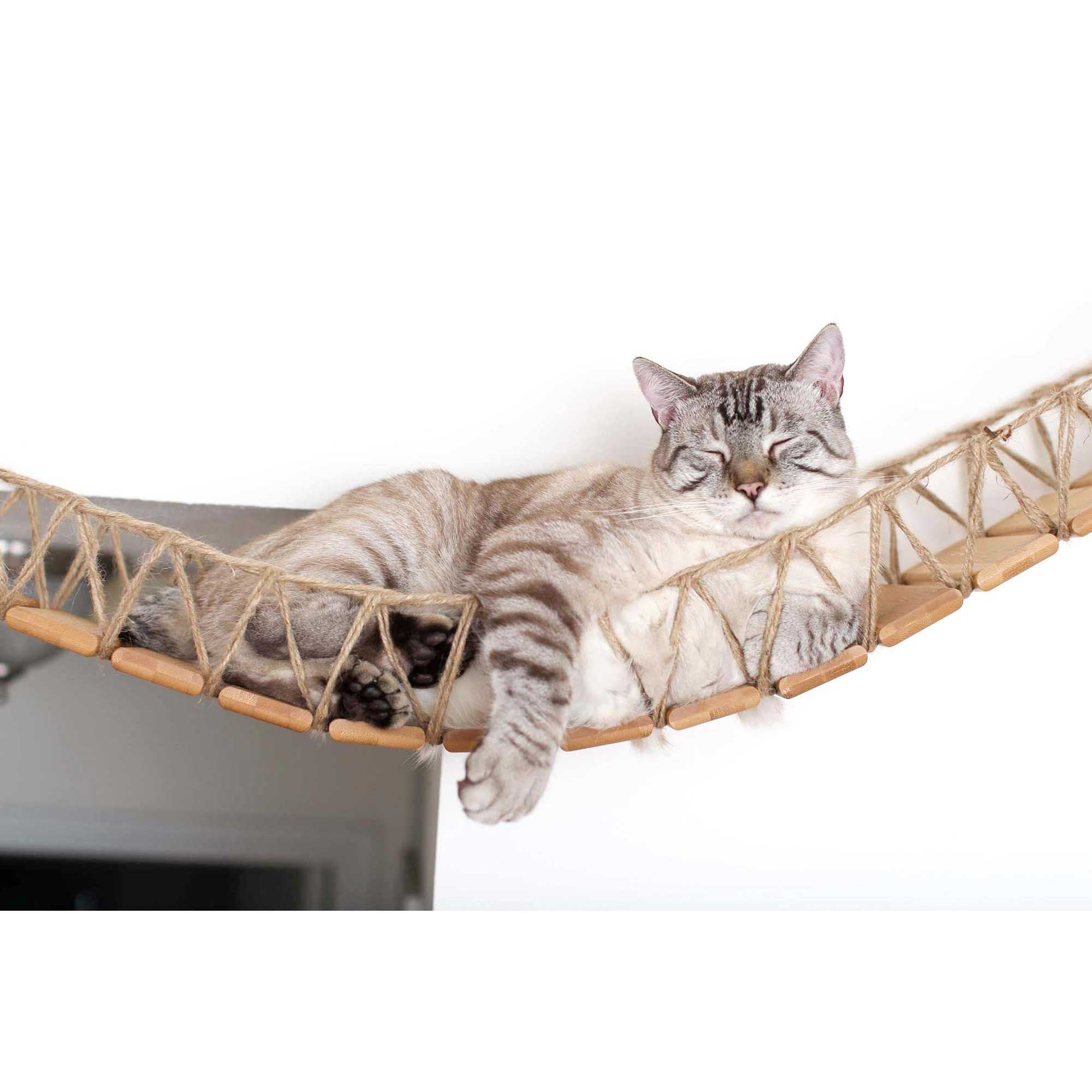 Cat sleeping on Bridge