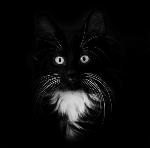 black background with cat
