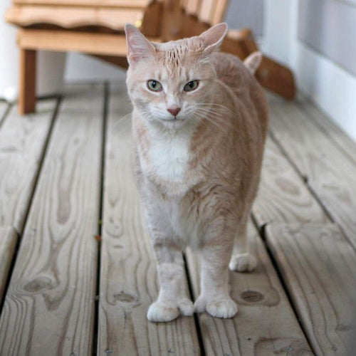 cat outside on a balcony