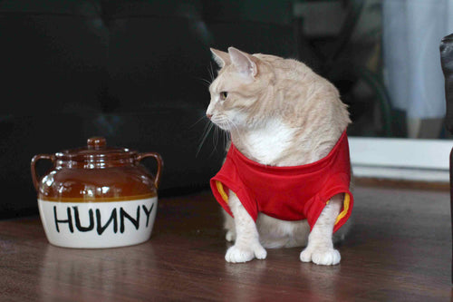cat dressed as winnie the pooh with honey jar