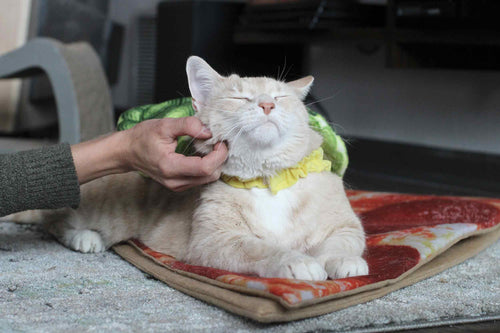 cat dressed up in turtle costume