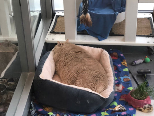 bronson at one of his largest sizes laying down in a cat bed potato