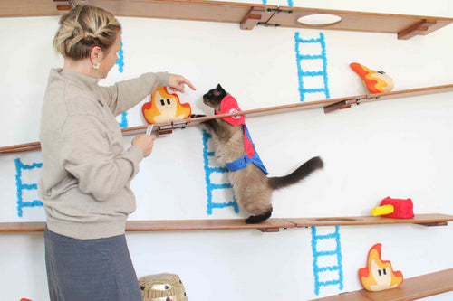 cat being trained wearing costume