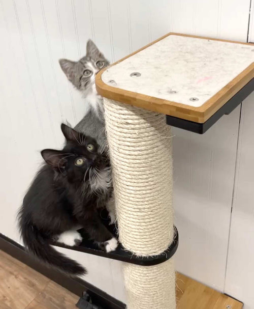 Two cats on a cat tree with a white wall background