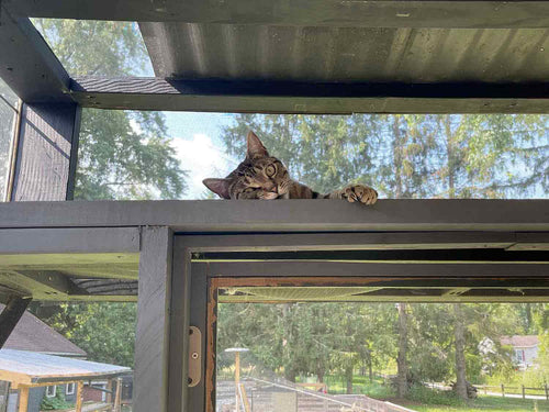 cat laying at the top of catio