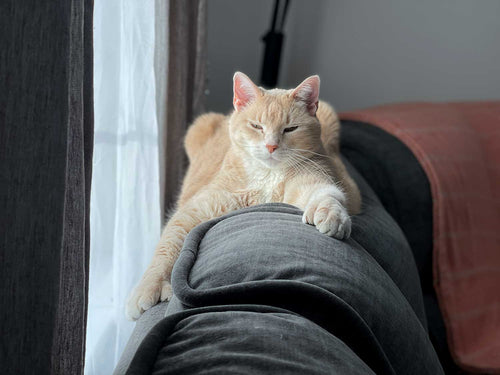 Cat sitting on a couch with a blurred background