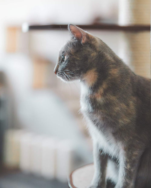 Cat sitting on a surface with a blurred background