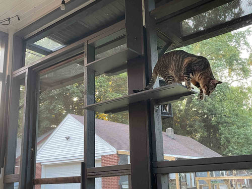 Cat on a windowsill with a view of a house and trees outside