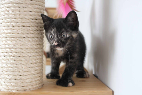 kitten walking on cat furniture