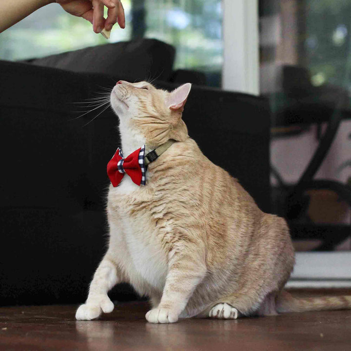cat wearing tie