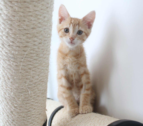 cat sitting on scratching pole